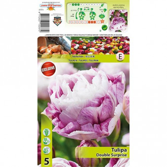 Tulipan Double Surprise slika 6