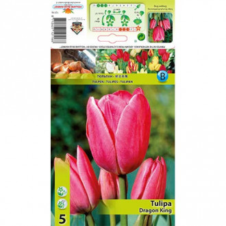 Tulipan Dragon King slika 5