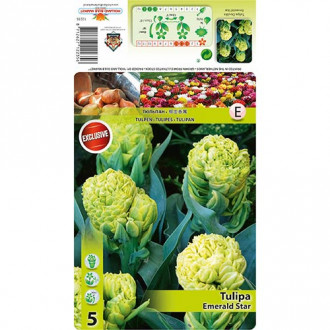 Tulipan Emerald Star slika 4