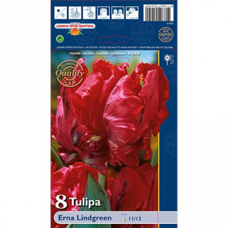 Tulipan Erna Lindgreen slika 6