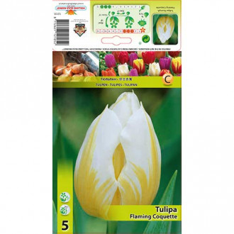 Tulipan Flaming Coquette slika 4