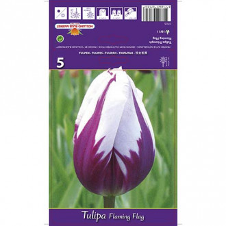 Tulipan Flaming Flag slika 1
