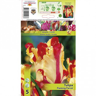 Tulipan Flaming Parrot slika 5