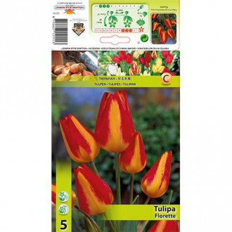 Tulipan Florette slika 6