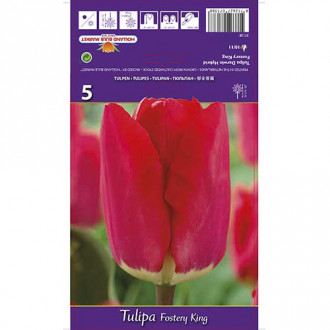 Tulipan Fostery King slika 3