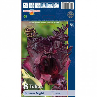 Tulipan Frozen Night slika 2