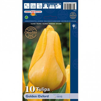 Tulipan Golden Oxford slika 1