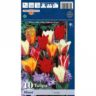 Tulipan Greigii Mixed slika 4