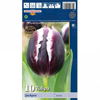 Tulipan Jackpot slika 5