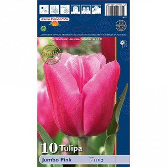 Tulipan Jumbo Pink slika 1