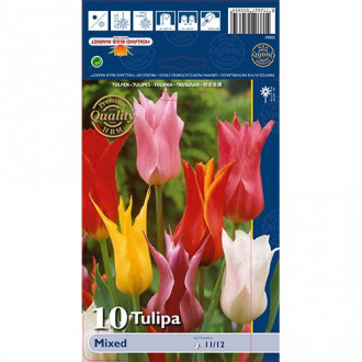 Tulipan Lilyflowering Mixed slika 2