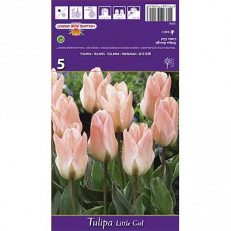 Tulipan Little Girl slika 3