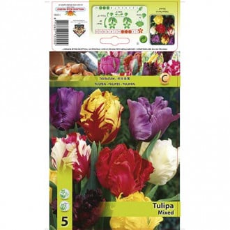 Tulipan Parrot Mixed slika 6