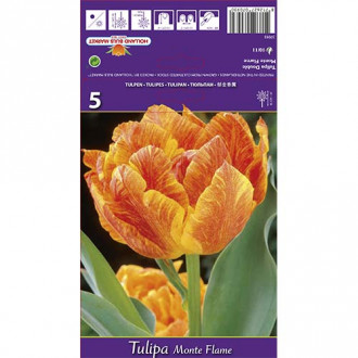 Tulipan Monte Flame slika 6