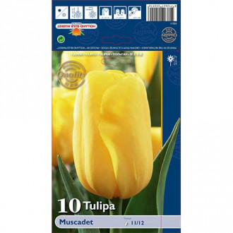 Tulipan Muscadet slika 1