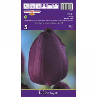 Tulipan Negrita slika 2