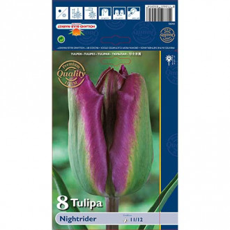 Tulipan Night Rider slika 3