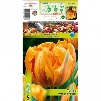 Tulipan Orange Princess slika 6