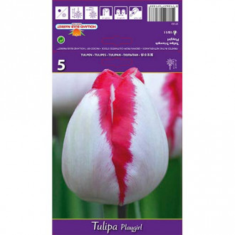 Tulipan Playgirl slika 5