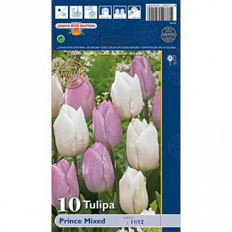 Tulipan Prince Mixed slika 6