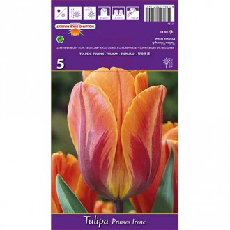 Tulipan Princes Irene slika 6