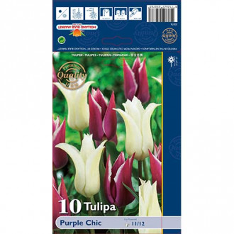 Tulipan Purple Chic slika 5