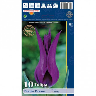 Tulipan Purple Dream slika 6