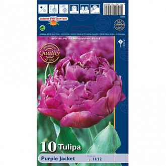 Tulipan Purple Jacket slika 6