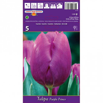 Tulipan Purple Prince slika 1