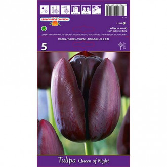 Tulipan Queen of Night slika 6