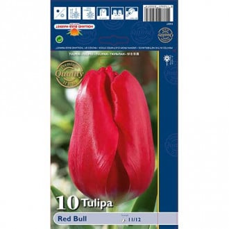 Tulipan Red Bull slika 1