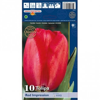 Tulipan Red Impression slika 4