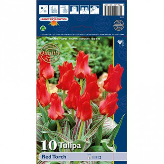 Tulipan Red Torch slika 1