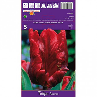 Tulipan Rococo slika 2