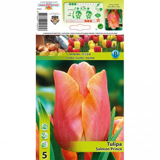 Tulipan Salmon Prince slika 4