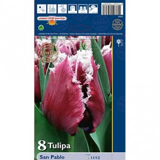 Tulipan San Pablo slika 1