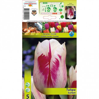 Tulipan Sorbet slika 6