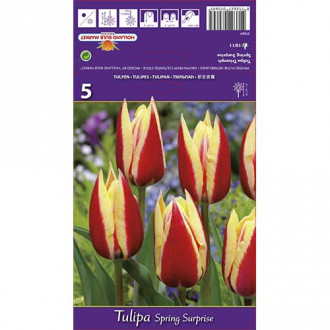 Tulipan Spring Surprise slika 2