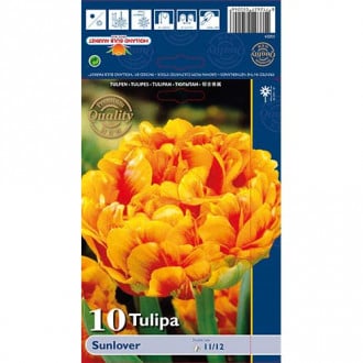 Tulipan Sunlover slika 1