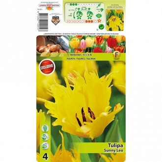 Tulipan Sunny Leo slika 1