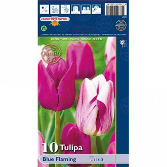 Tulipan Triumph - Blue Flaming slika 1