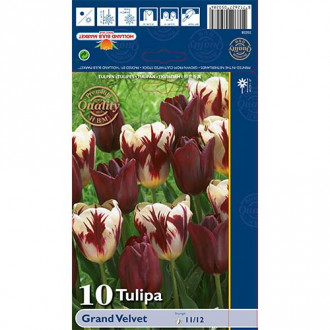 Tulipan Triumph - Grand Velvet slika 2