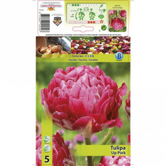 Tulipan Up Pink slika 2