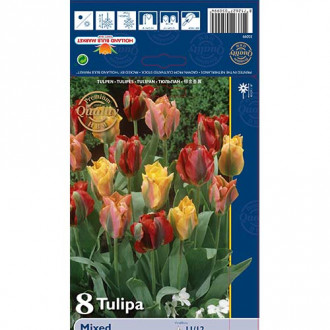Tulipan Viridiflora Mixed slika 5