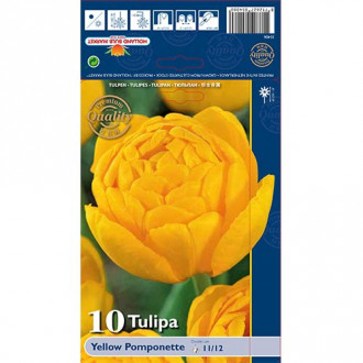 Tulipan Yellow Pomponette slika 2