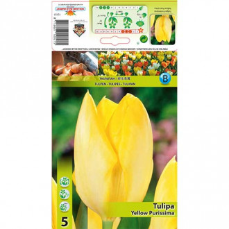 Tulipan Yellow Purissima slika 4