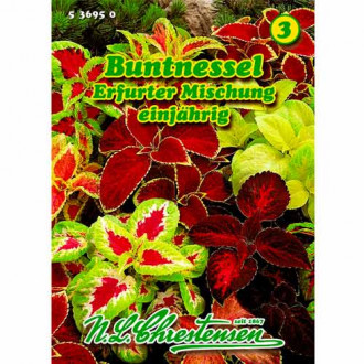 Ukrasna kopriva (Coleus) Erfurter, mix multicolor