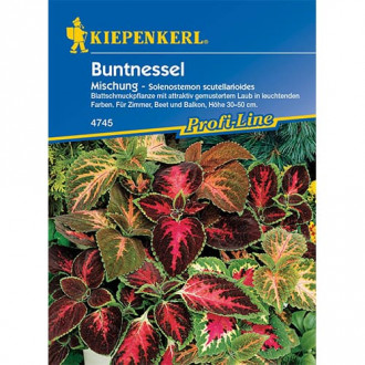 Ukrasna kopriva (Coleus), mix multicolor