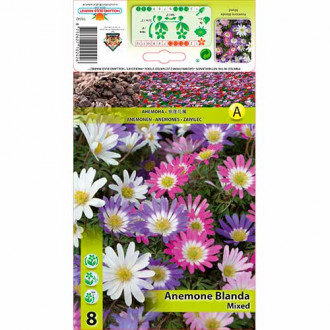 Šumarica (Anemone) Blanda mix multicolor slika 6
