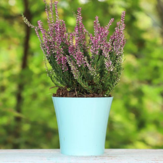 Vrijesak obični Amethyst slika 3